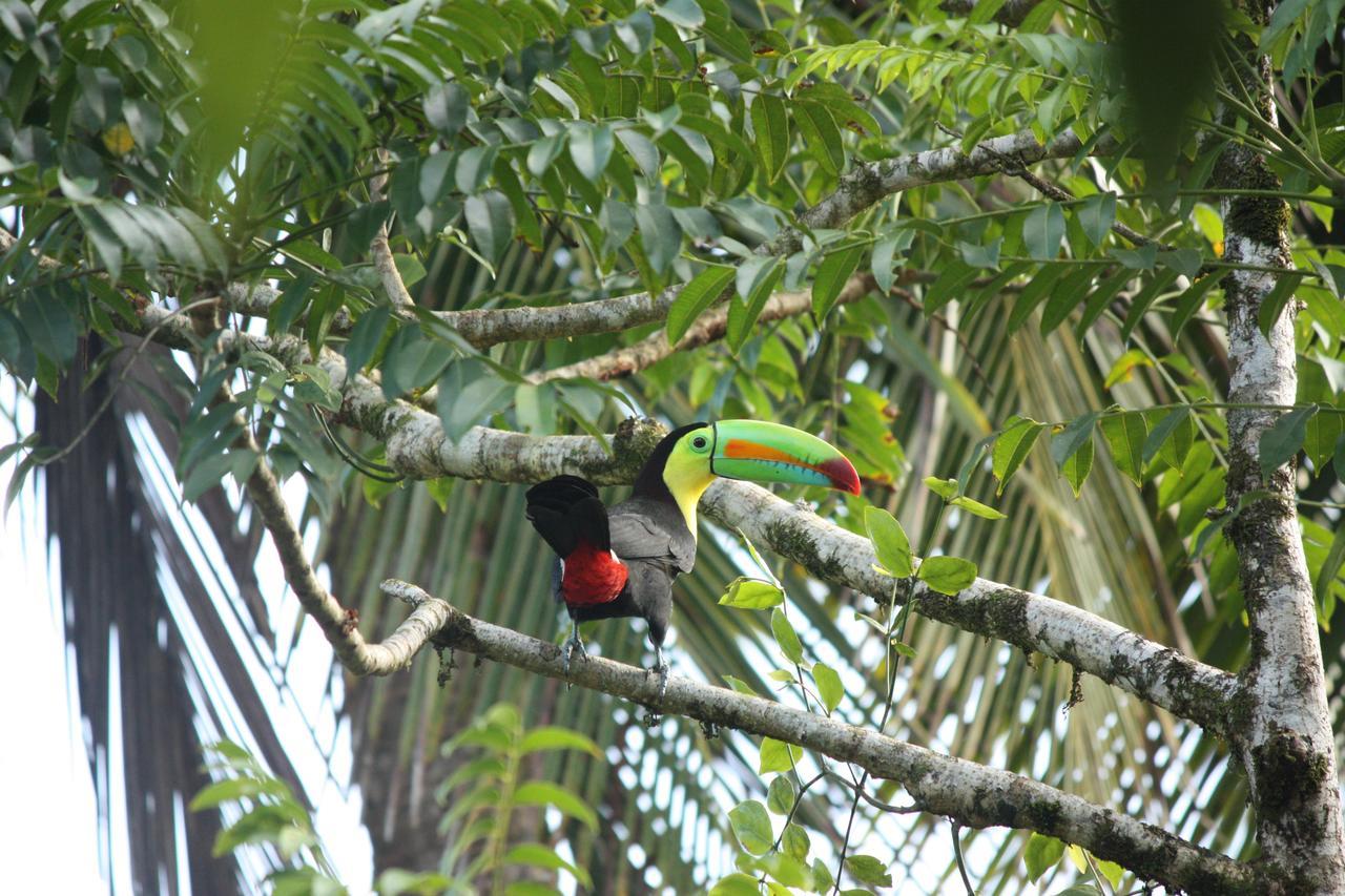 Hotel Vista Al Tortuguero Cariari  Eksteriør billede