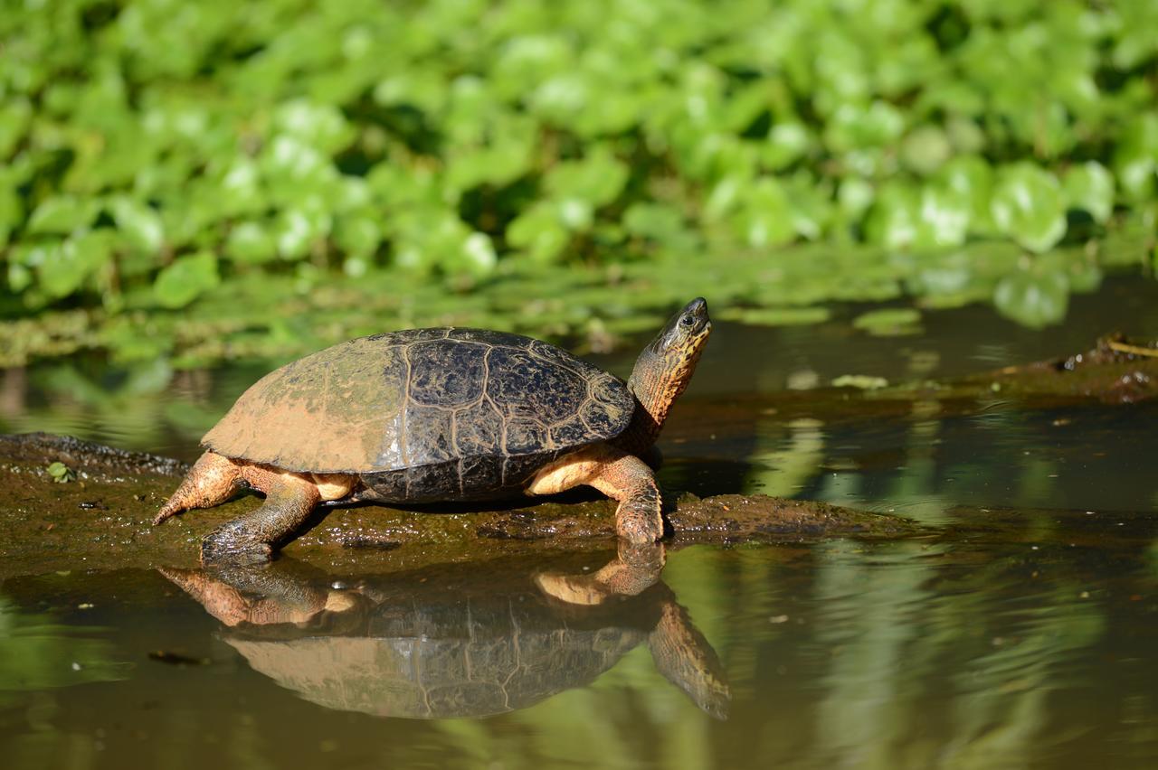 Hotel Vista Al Tortuguero Cariari  Eksteriør billede